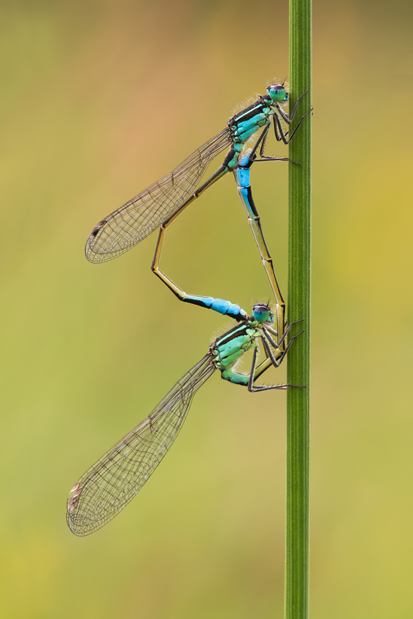 Blue-Tailed Damselflies mating 1